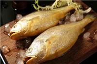 黃花魚是海魚嗎 如何保鮮時間長是否可以冷凍儲存
